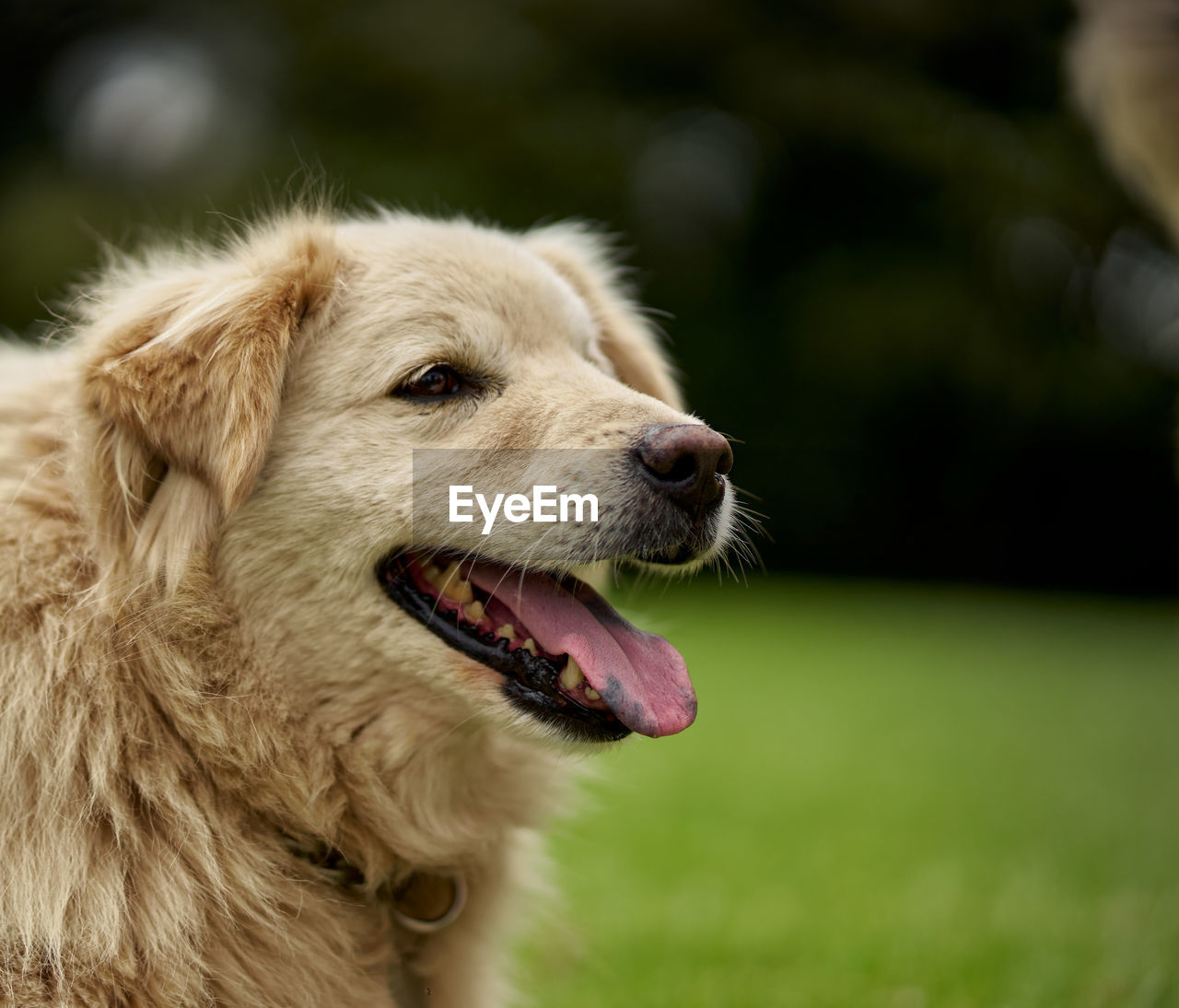 CLOSE-UP OF DOG LOOKING AWAY OUTDOORS