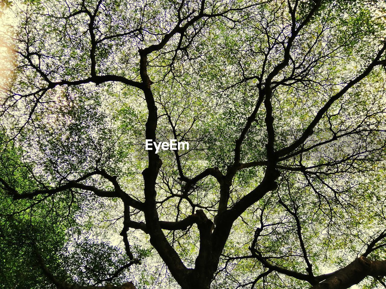 LOW ANGLE VIEW OF SILHOUETTE TREES AGAINST SKY