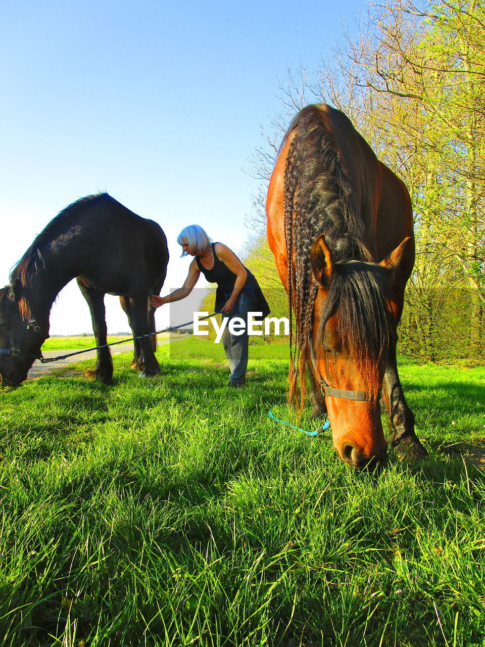 Horses in field