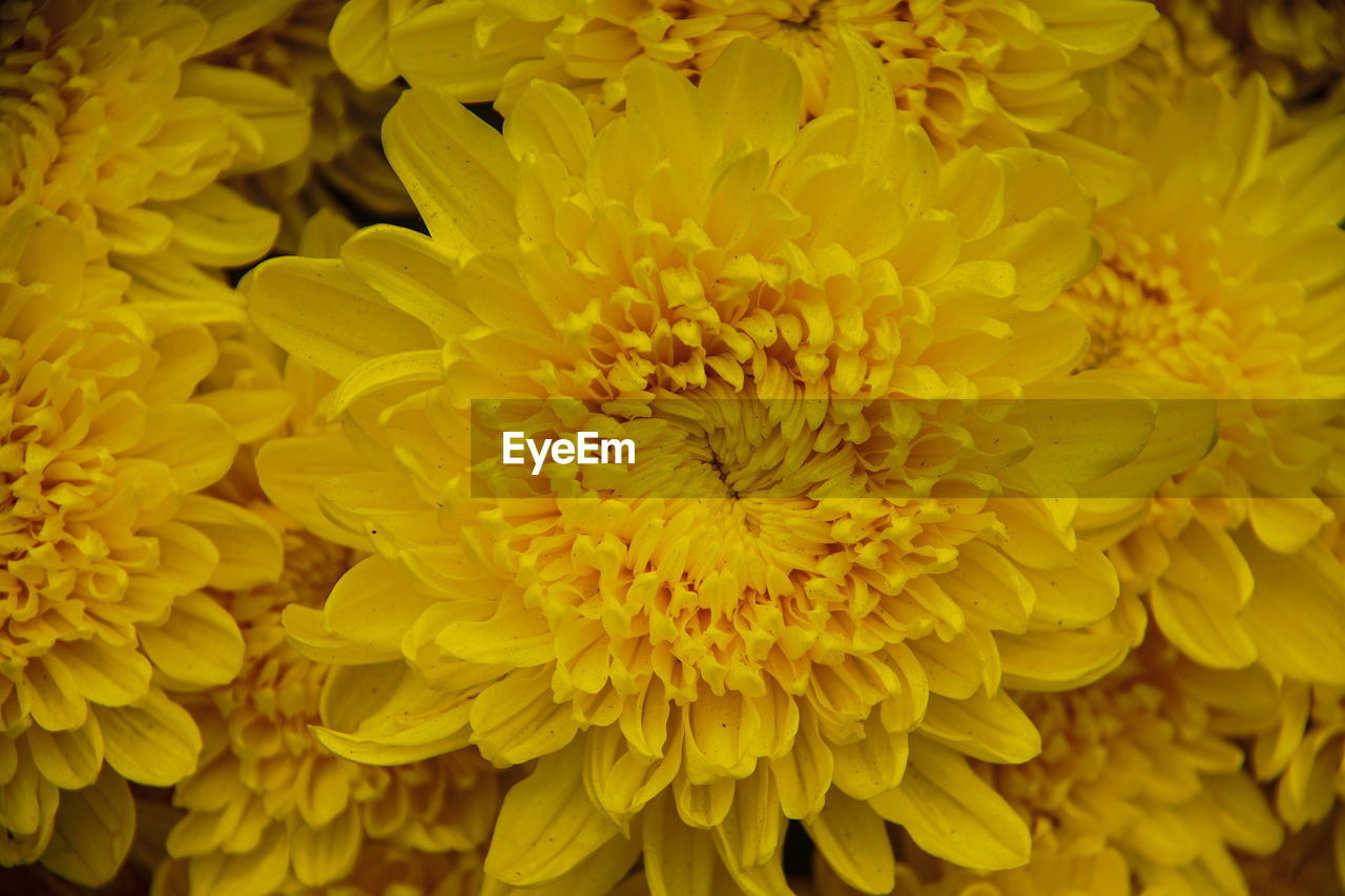 FULL FRAME SHOT OF YELLOW DAHLIA