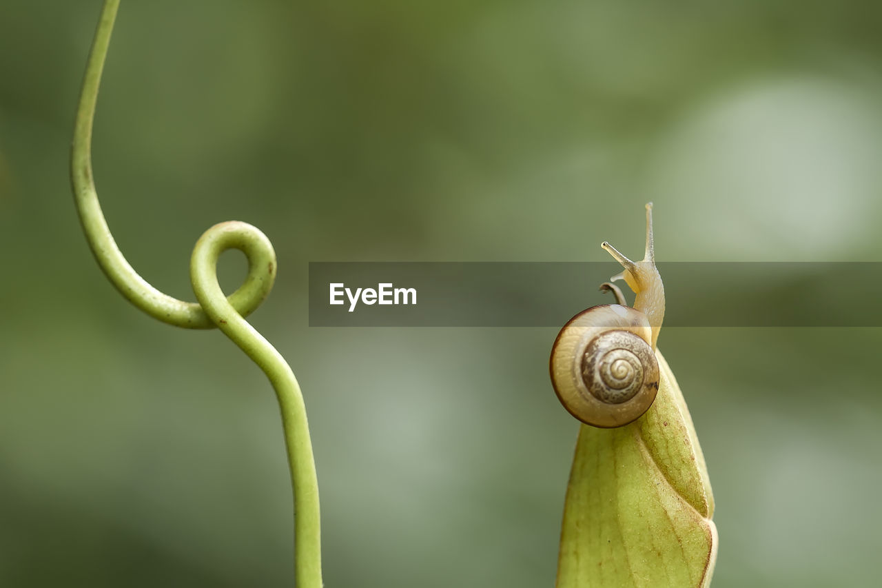 Snail on nephentes plant