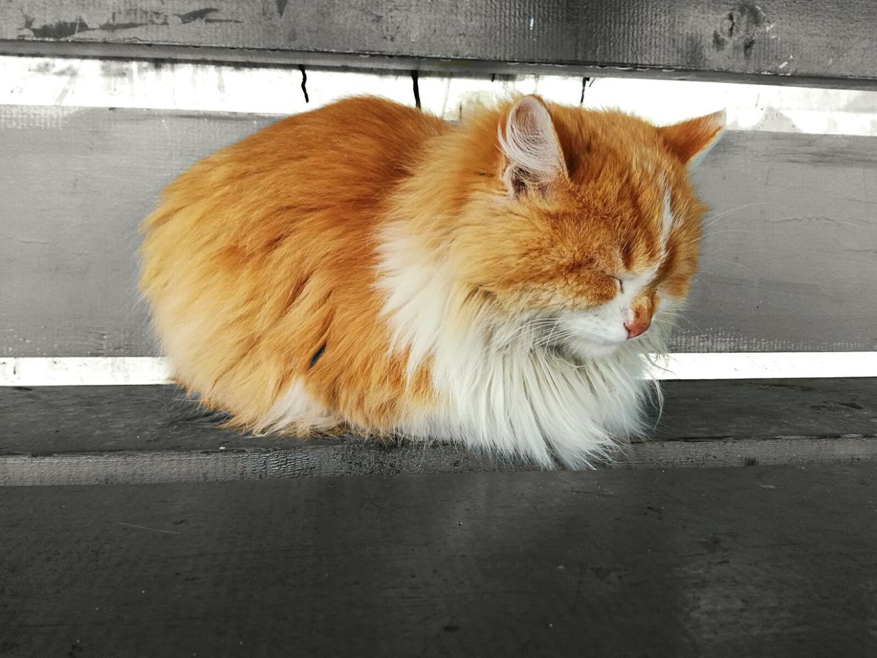 CLOSE-UP OF CAT ON FLOOR