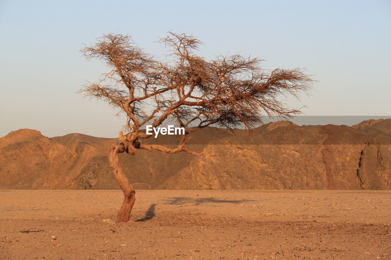 Tree in desert against clear sky