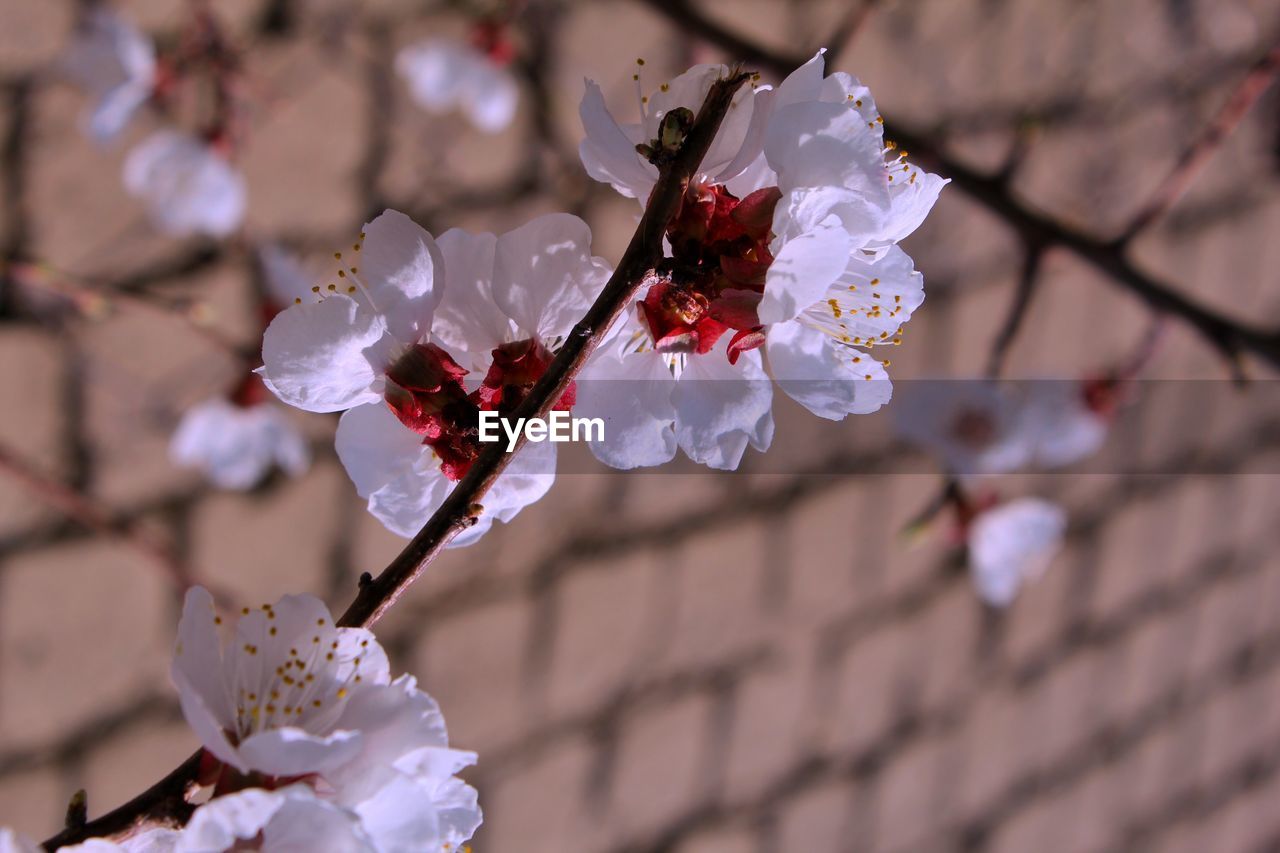 Close-up of cherry blossom