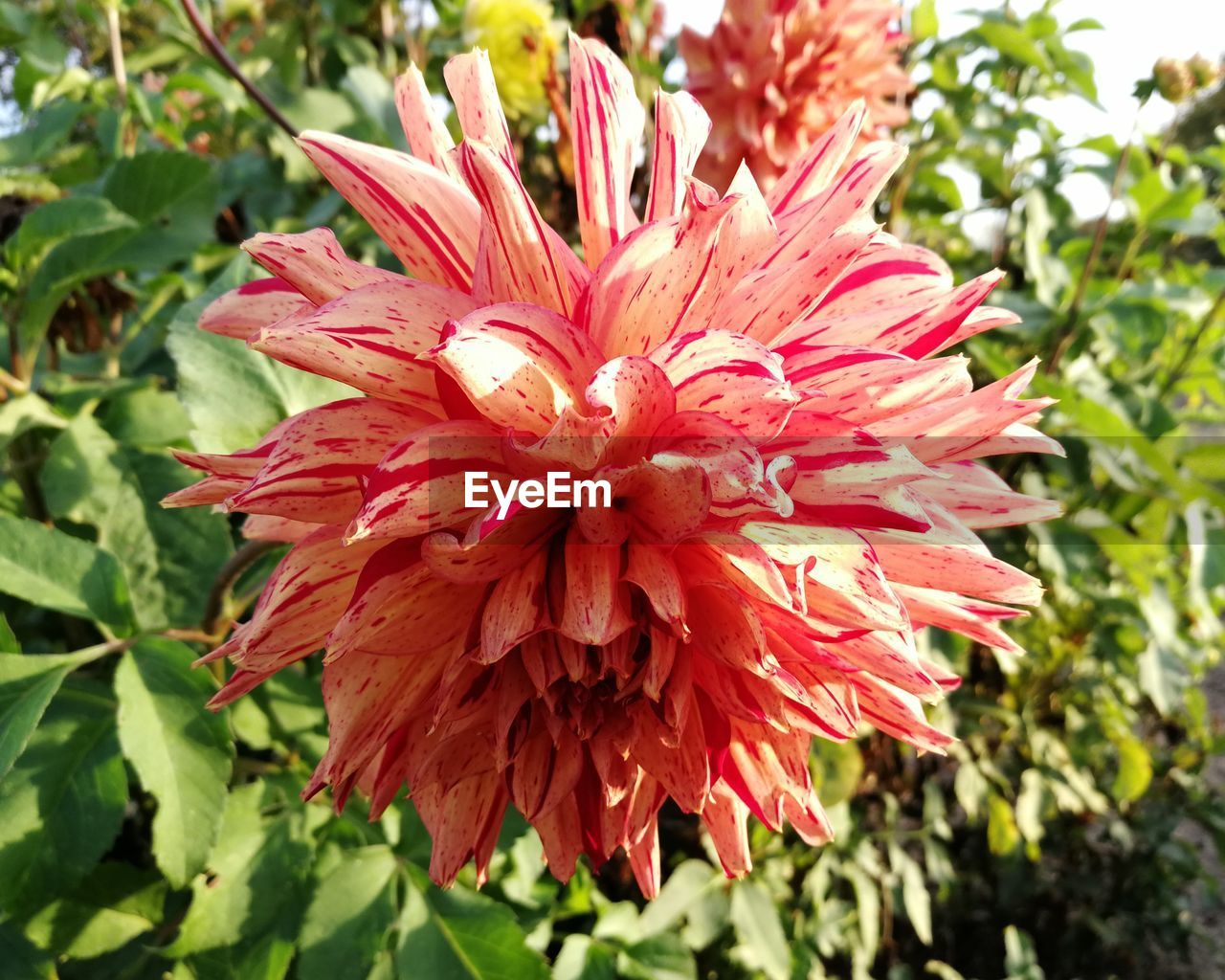 CLOSE-UP OF FRESH RED FLOWER BLOOMING IN PLANT