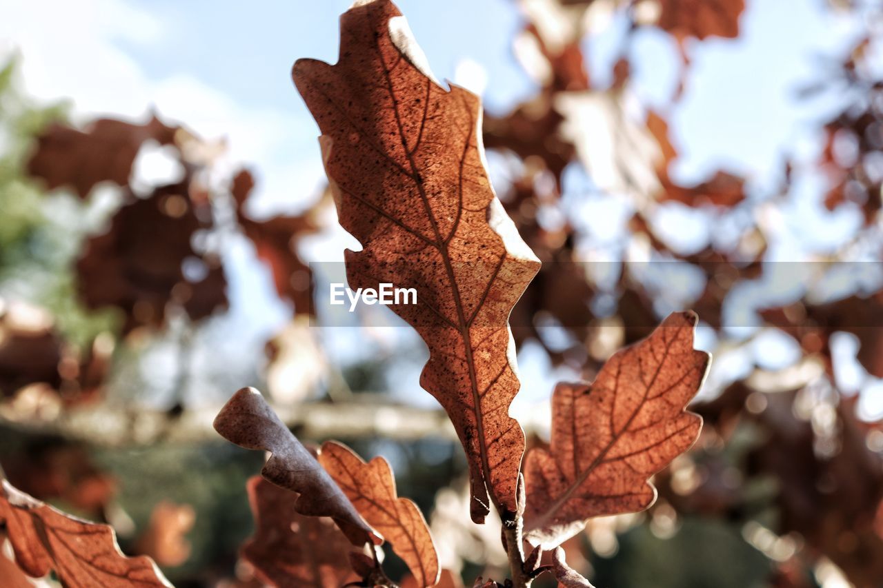 Close-up of dry maple leaf on tree