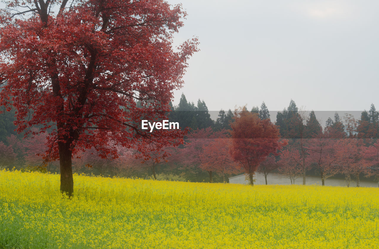 YELLOW FLOWERS GROWING ON FIELD