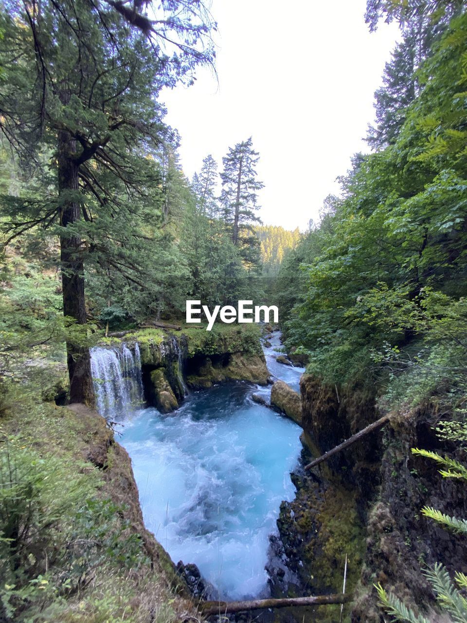 SCENIC VIEW OF RIVER FLOWING IN FOREST