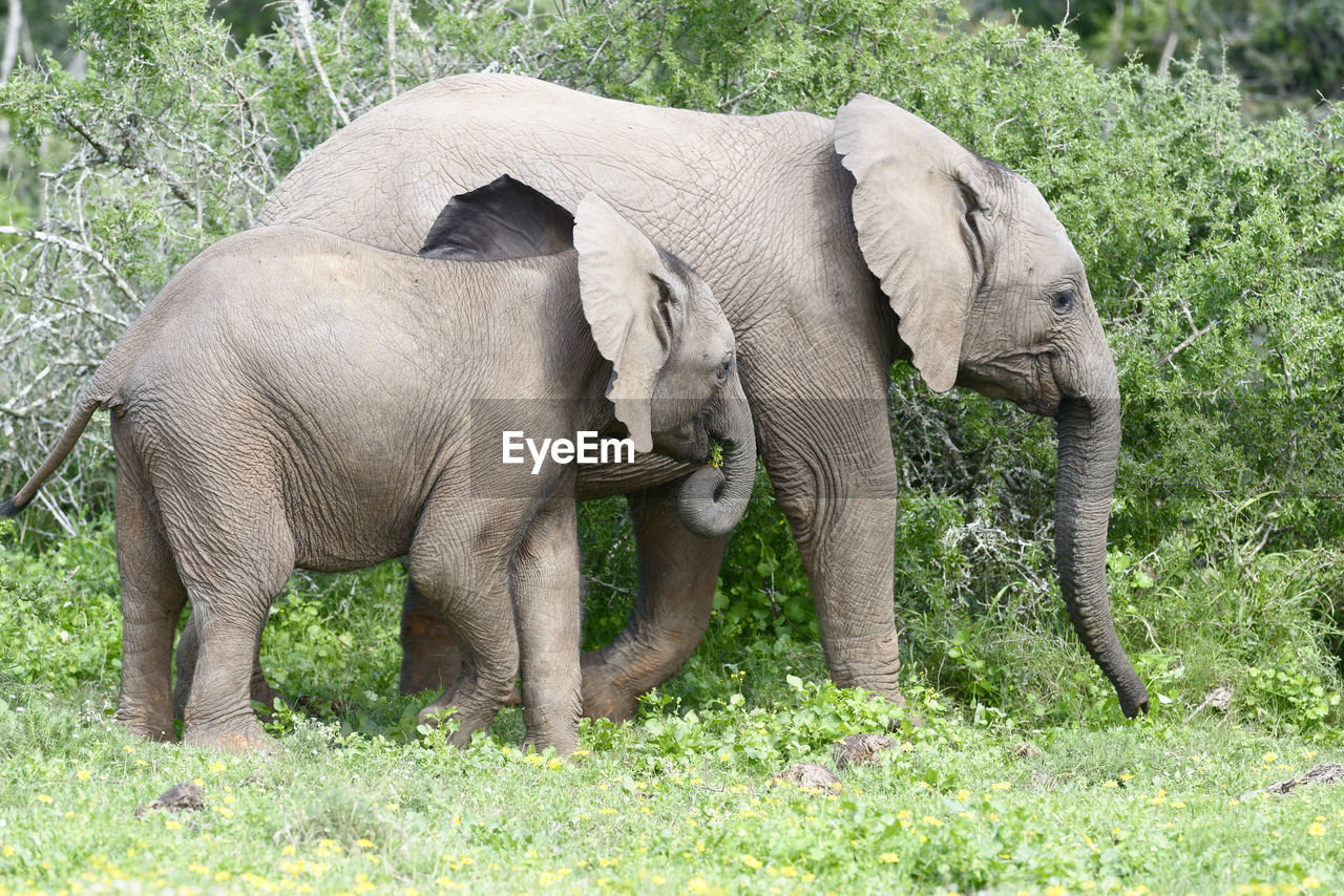 Elephants walking on grassy field