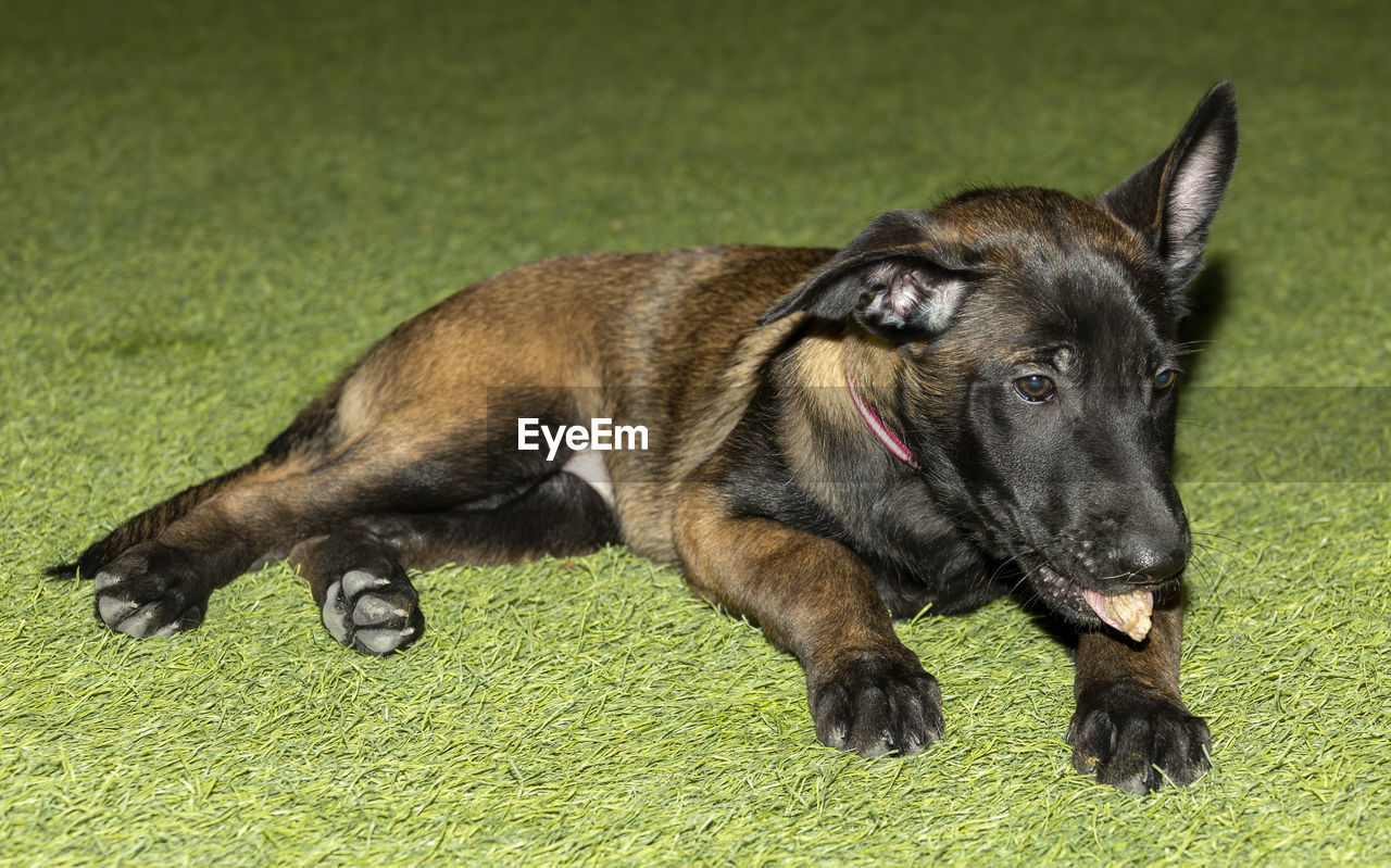 CLOSE-UP OF A DOG ON GRASS