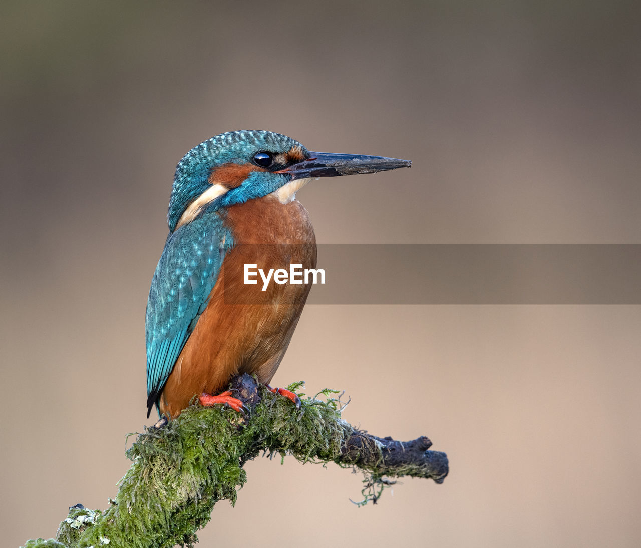 BIRD PERCHING ON A TREE