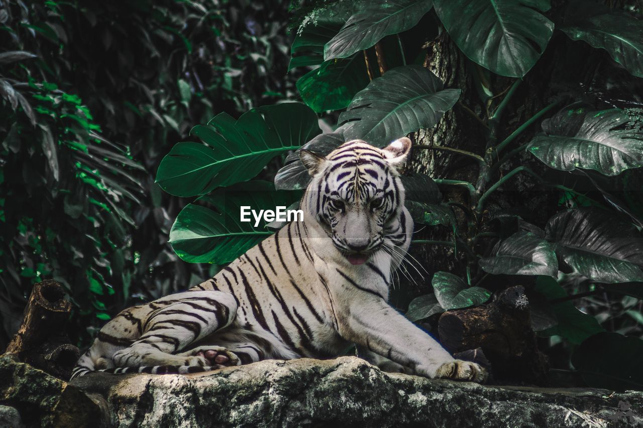 White tiger relaxing on rock in forest