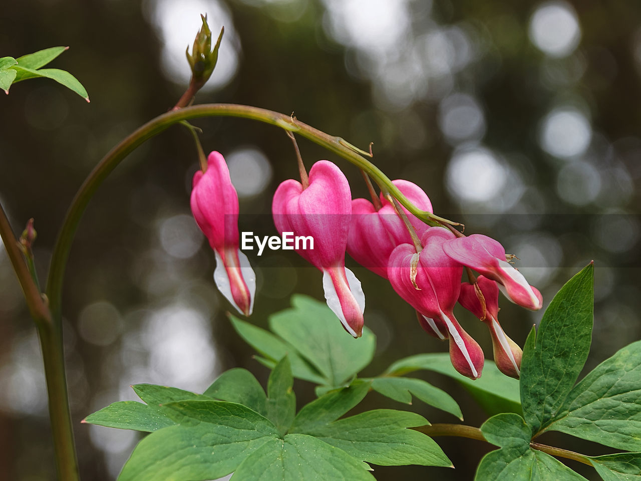 Close-up of pink flowers