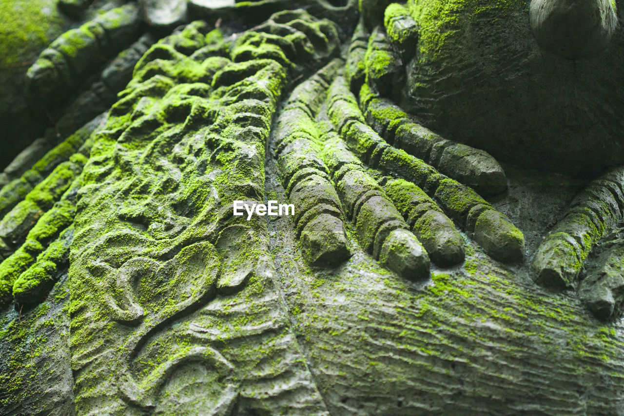 High angle view of moss on patterned rocks