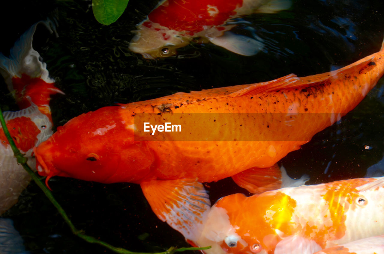 Close-up of orange fish swimming in water