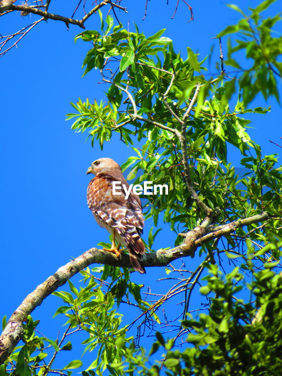 LOW ANGLE VIEW OF A BIRD PERCHING ON TREE