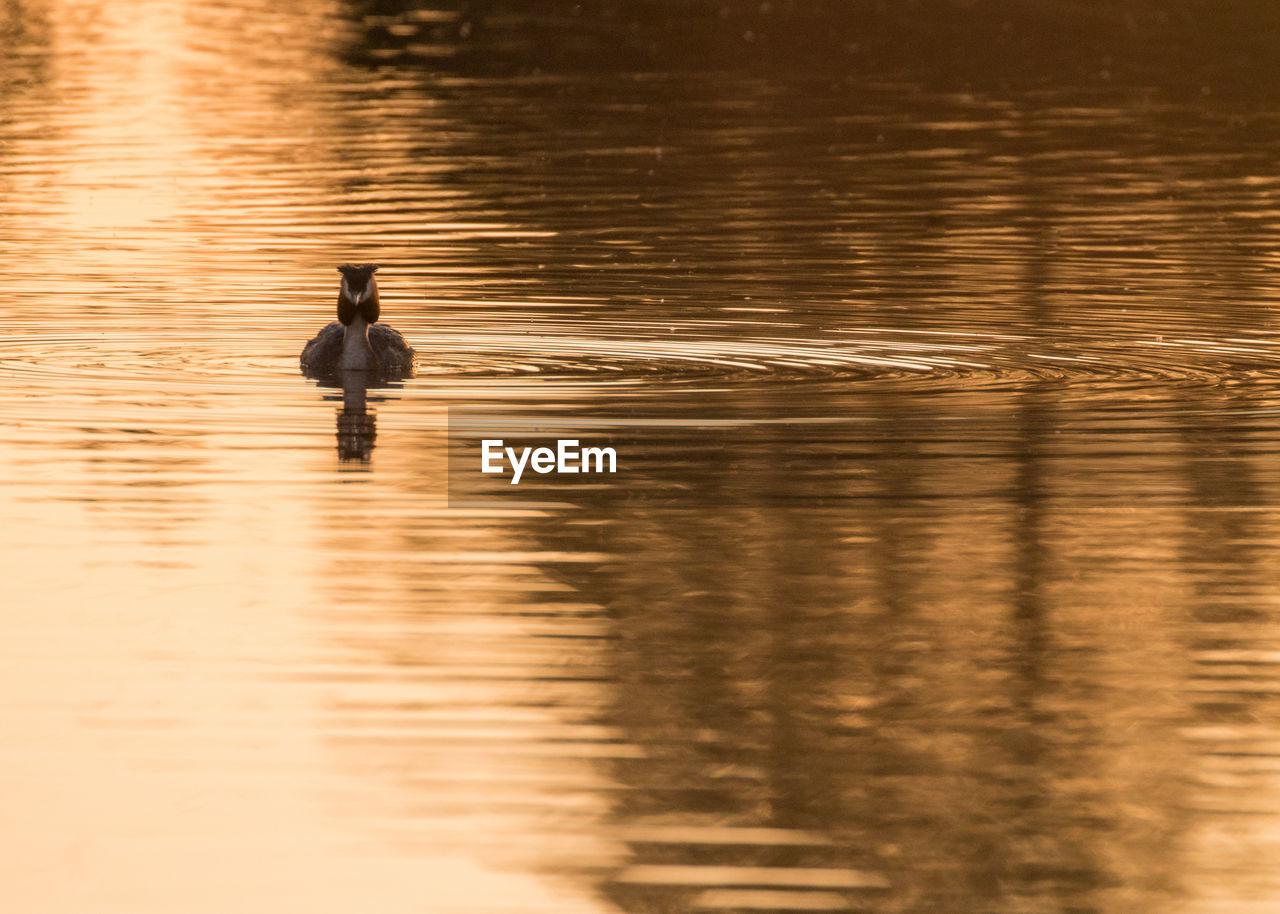 Fuut bird in spring in river in belgium