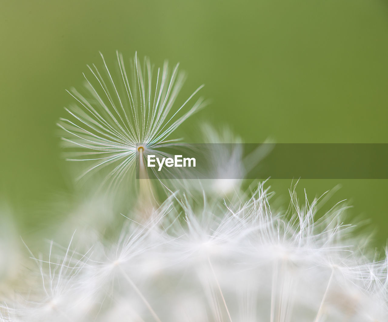 Close-up of dandelion