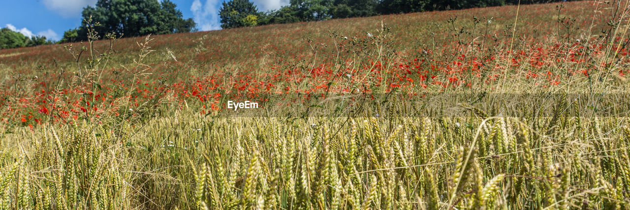 Plants and flowers growing on field