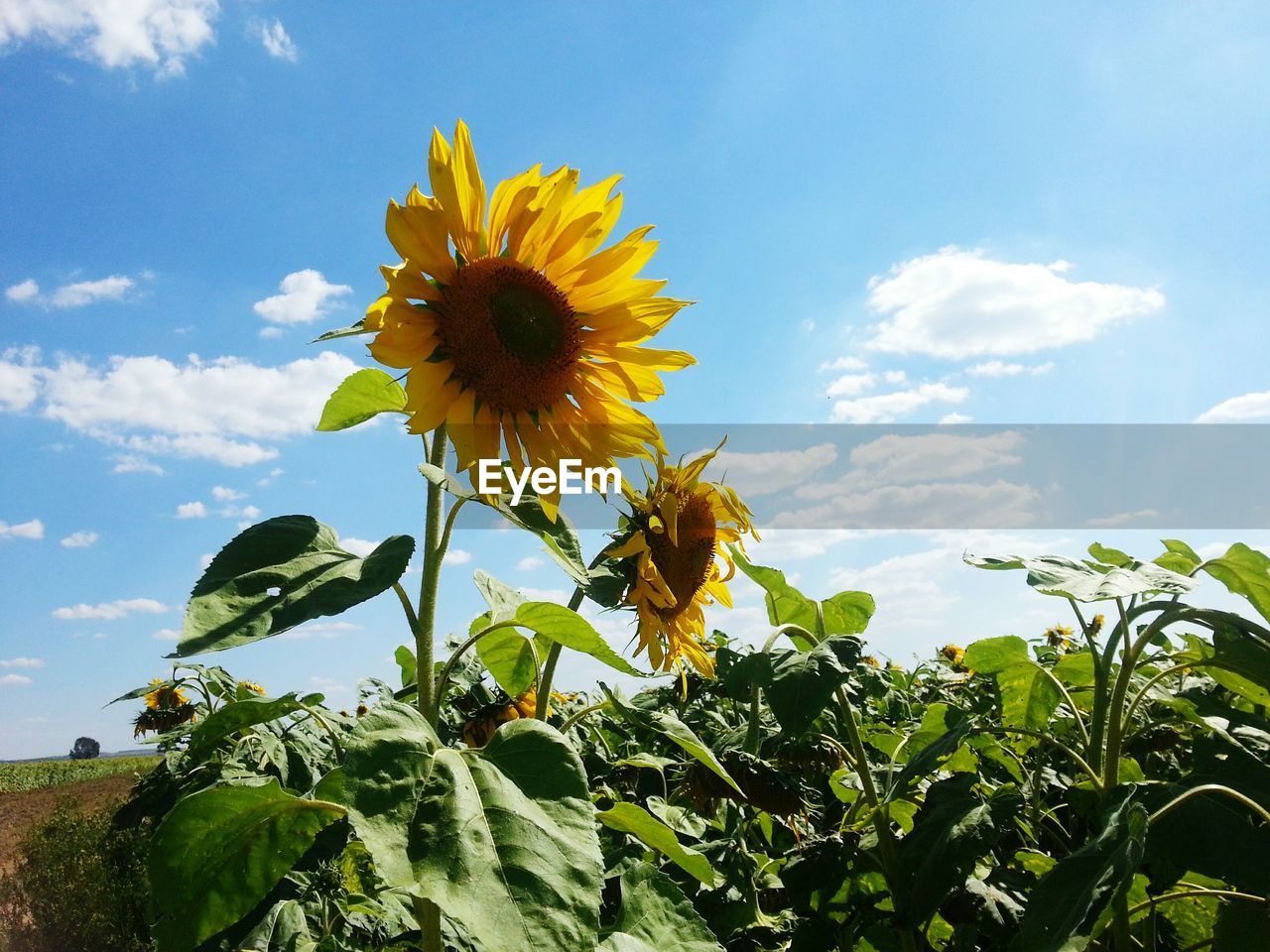 CLOSE-UP OF SUNFLOWER AGAINST SKY