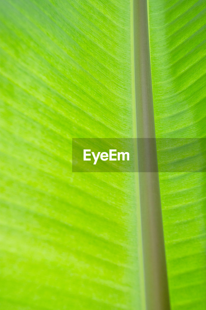 FULL FRAME SHOT OF GREEN PALM LEAF