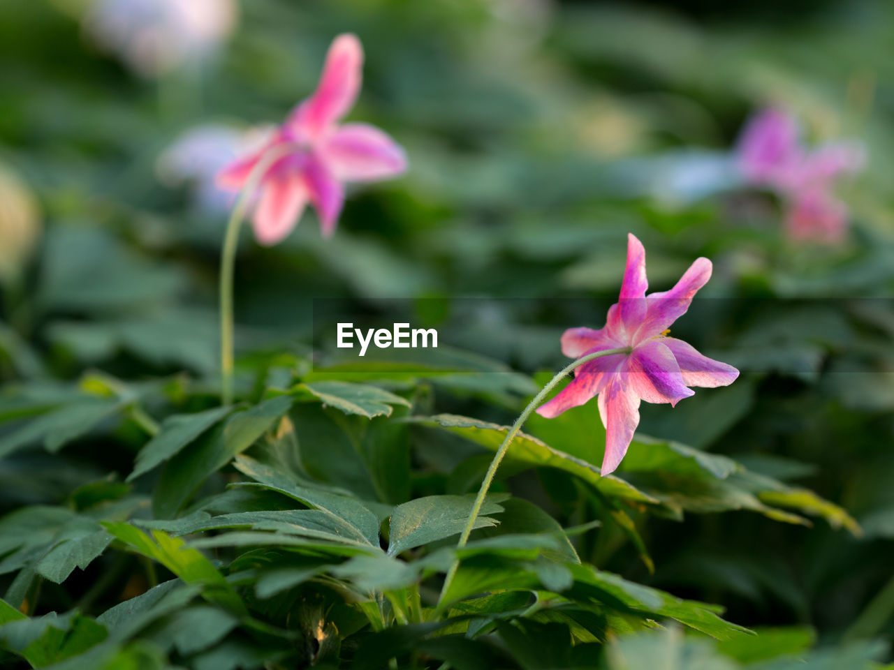 CLOSE-UP OF PINK FLOWER