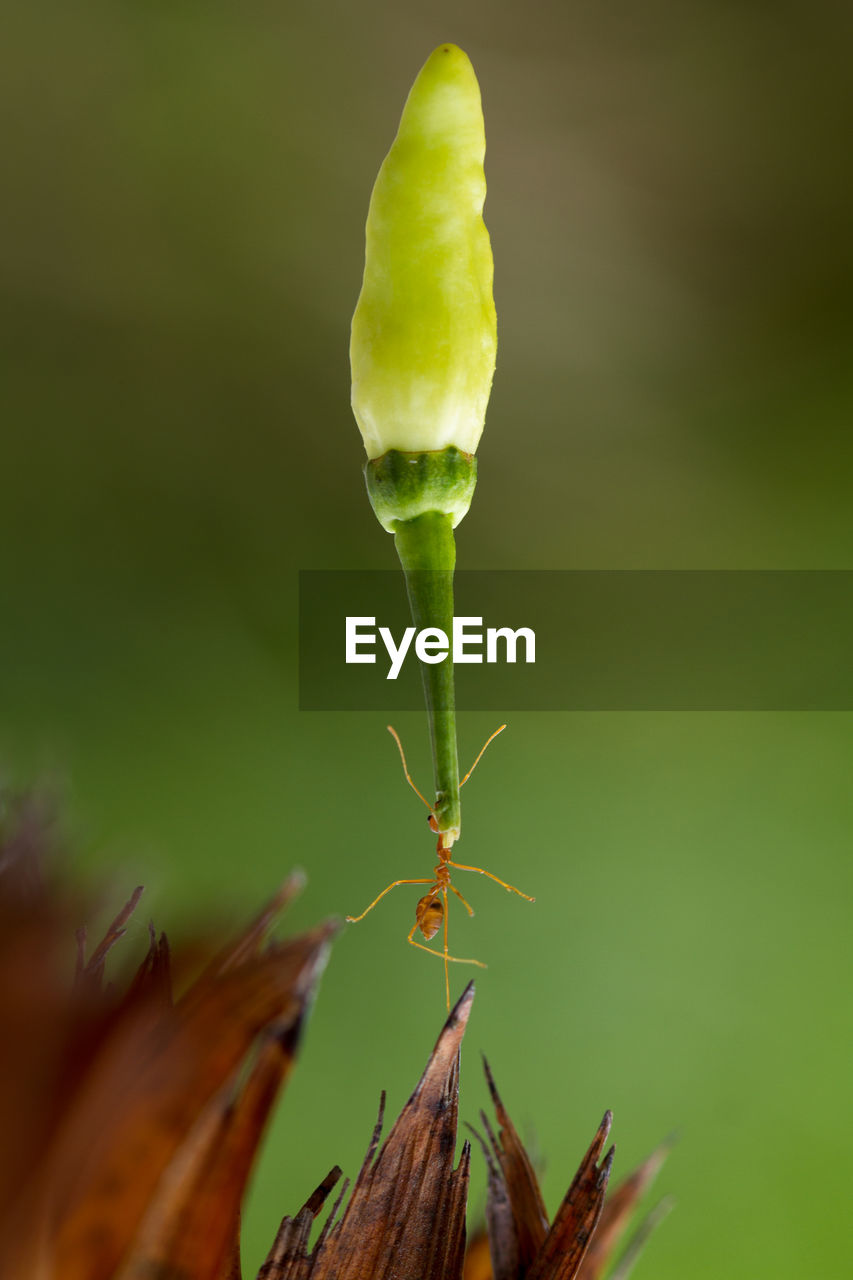 Close-up of flower bud