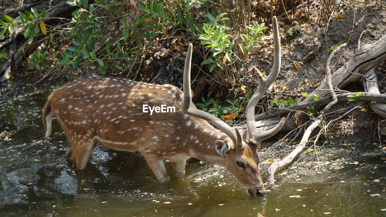 WATER SPLASHING IN FOREST