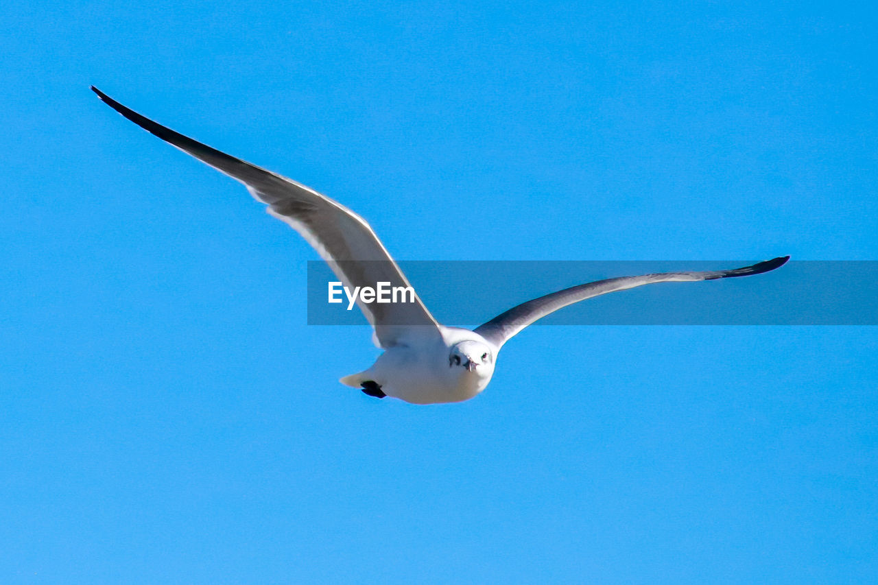 LOW ANGLE VIEW OF SEAGULL FLYING