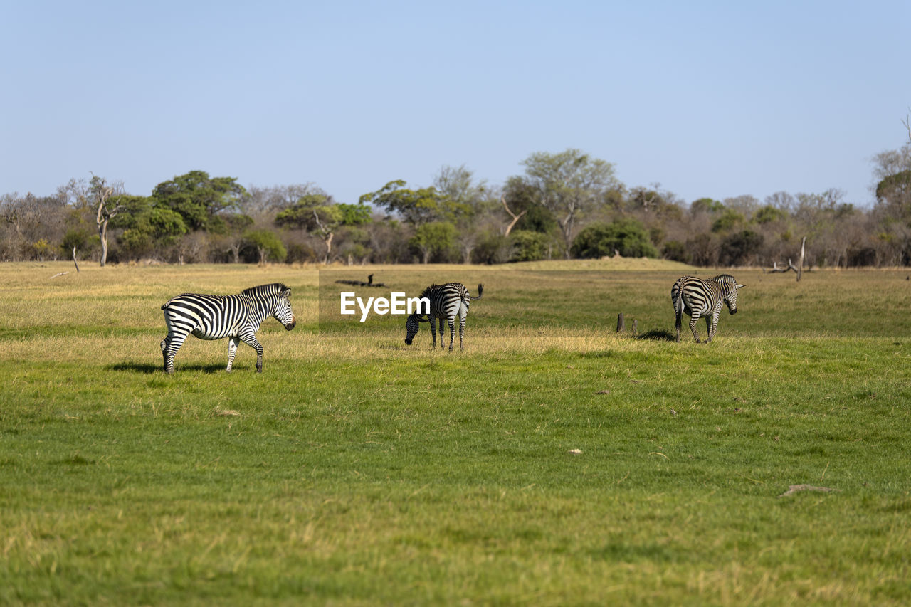 View of zebras on grassy field