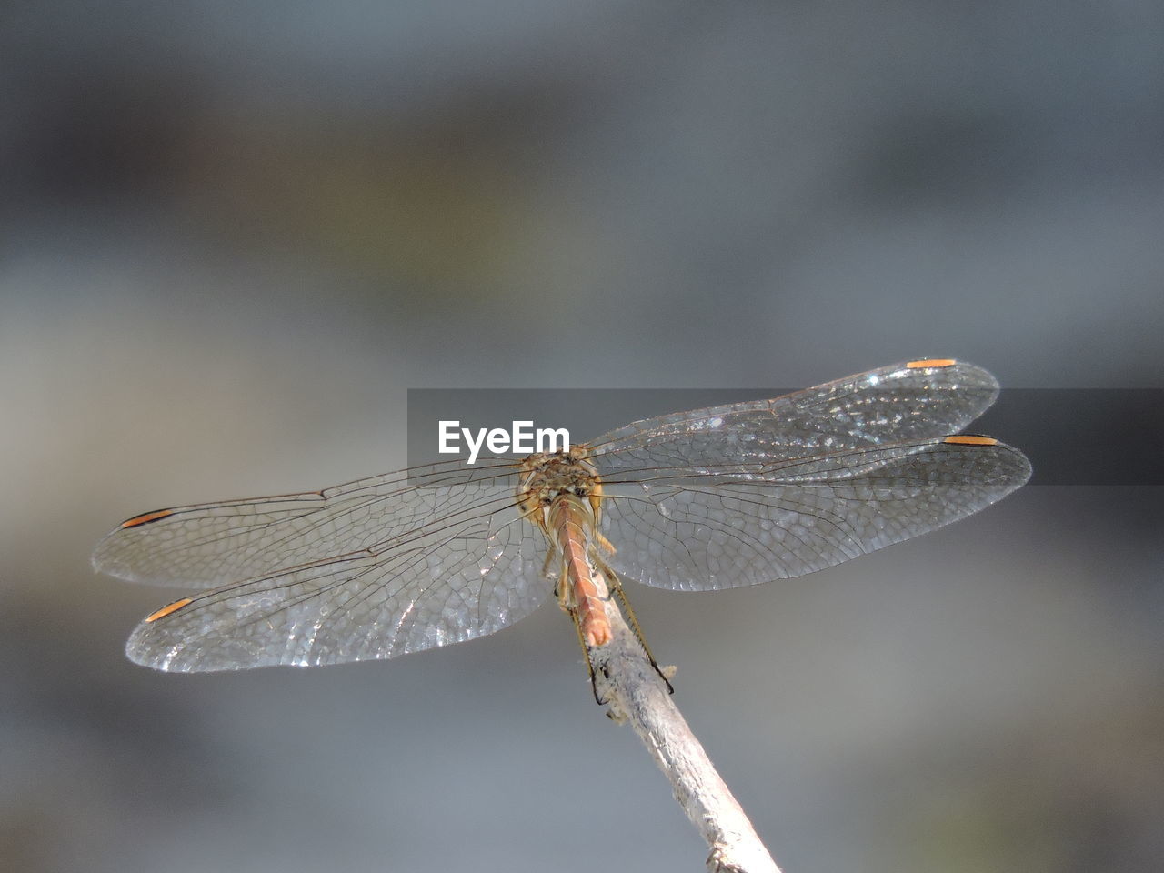 CLOSE-UP OF DRAGONFLY FLYING