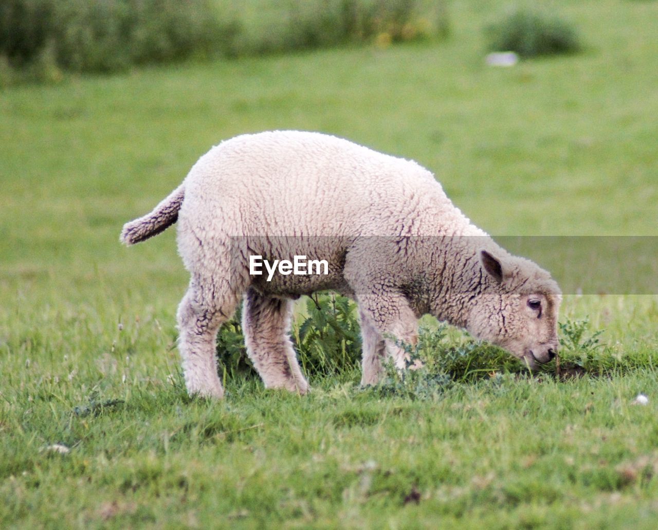 SHEEP IN A FIELD