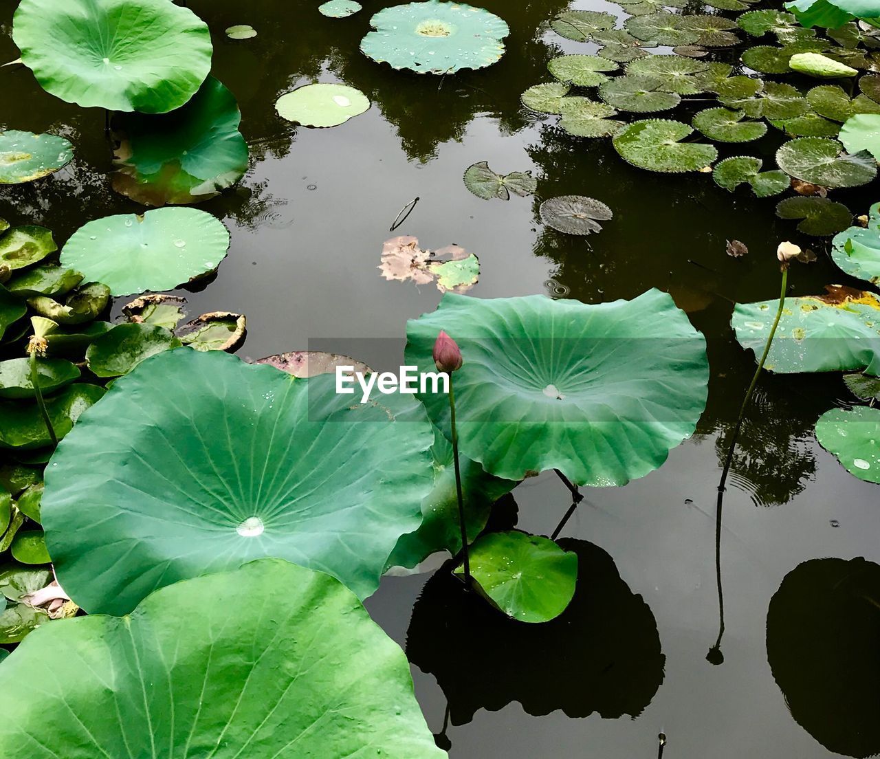 LOTUS WATER LILY FLOATING ON LAKE