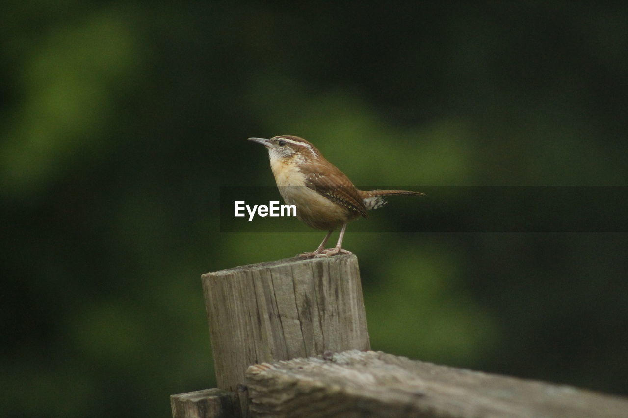 Bird perching on wooden post