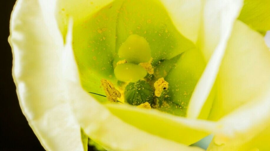 MACRO SHOT OF YELLOW FLOWER