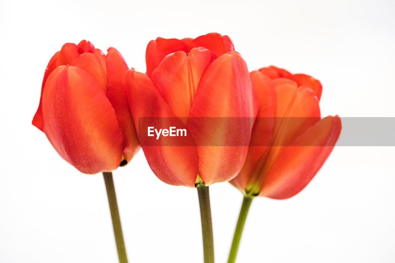 CLOSE-UP OF RED TULIP