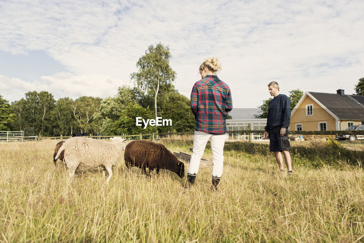 Man and woman looking at sheep while standing on grassy field in farm