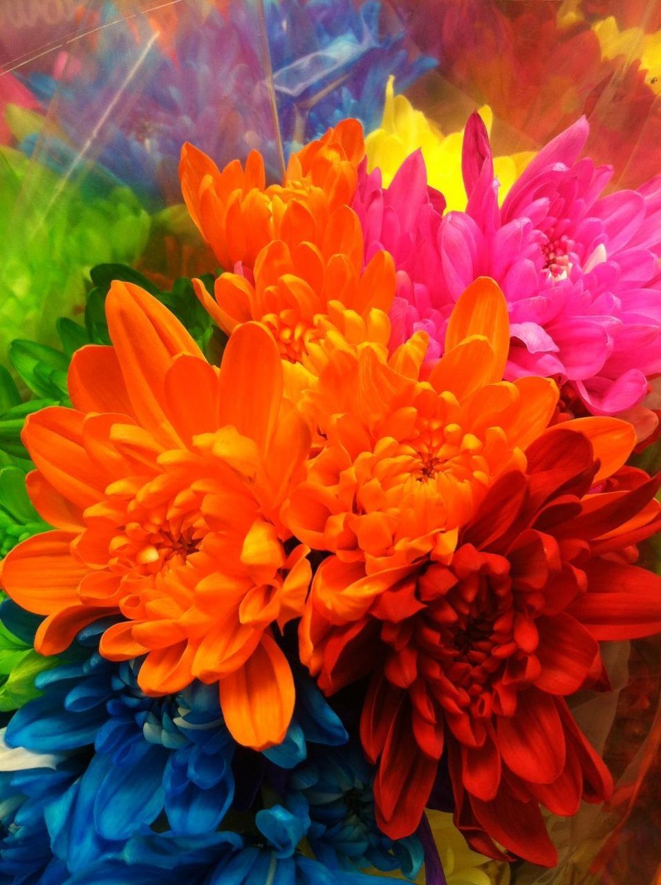 CLOSE-UP OF ORANGE FLOWERS BLOOMING IN PARK