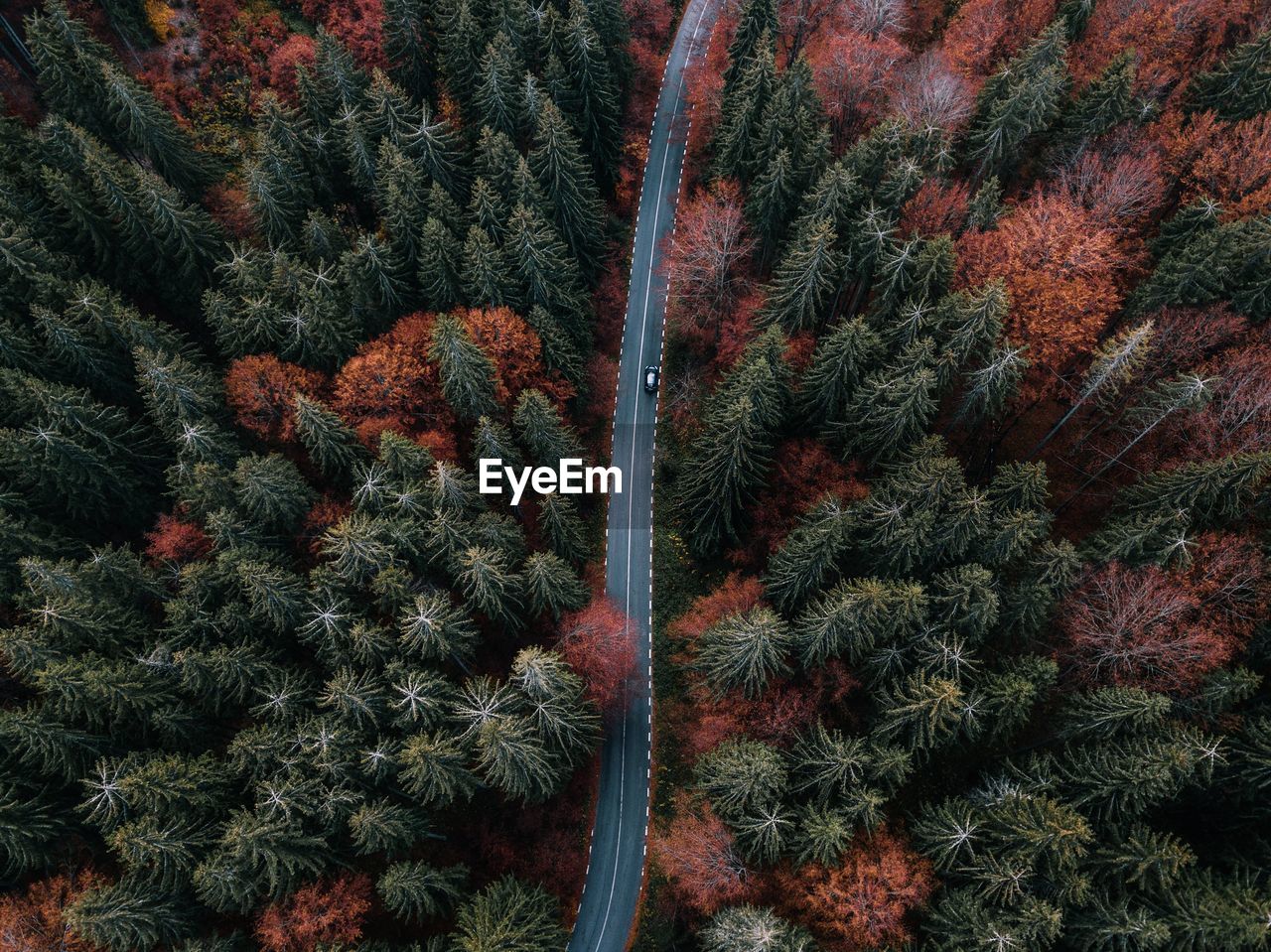Aerial view of road amidst pine trees in forest during autumn