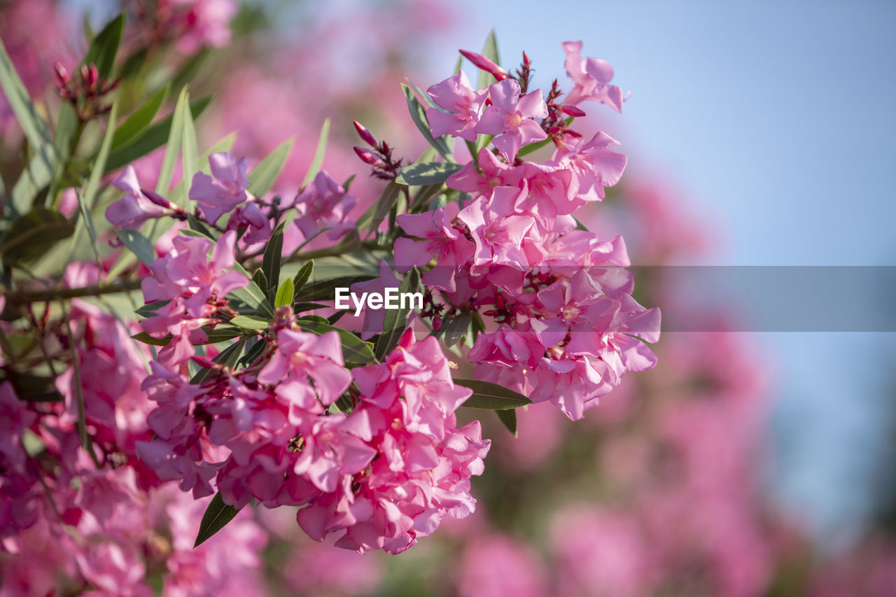 Close-up of pink cherry blossoms