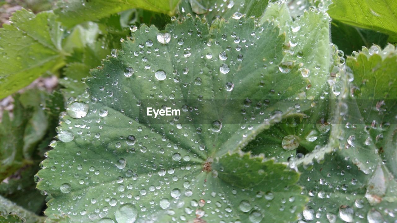 Close-up of leaves