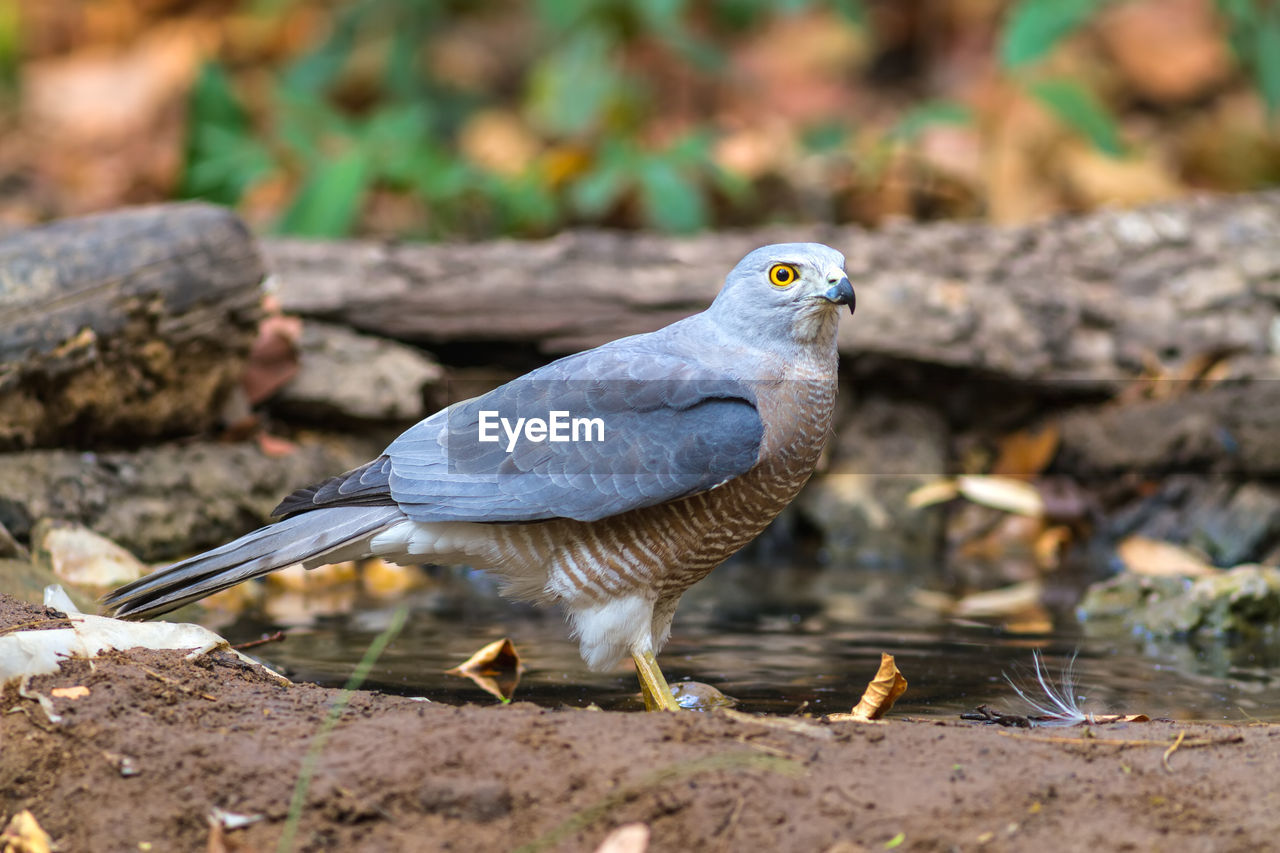 Beautiful bird shikra huter of hawk drink water on pond