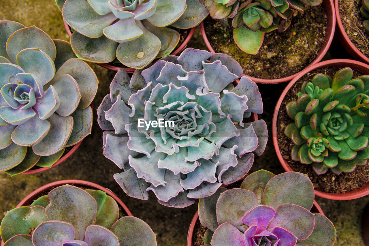 HIGH ANGLE VIEW OF SUCCULENT PLANTS