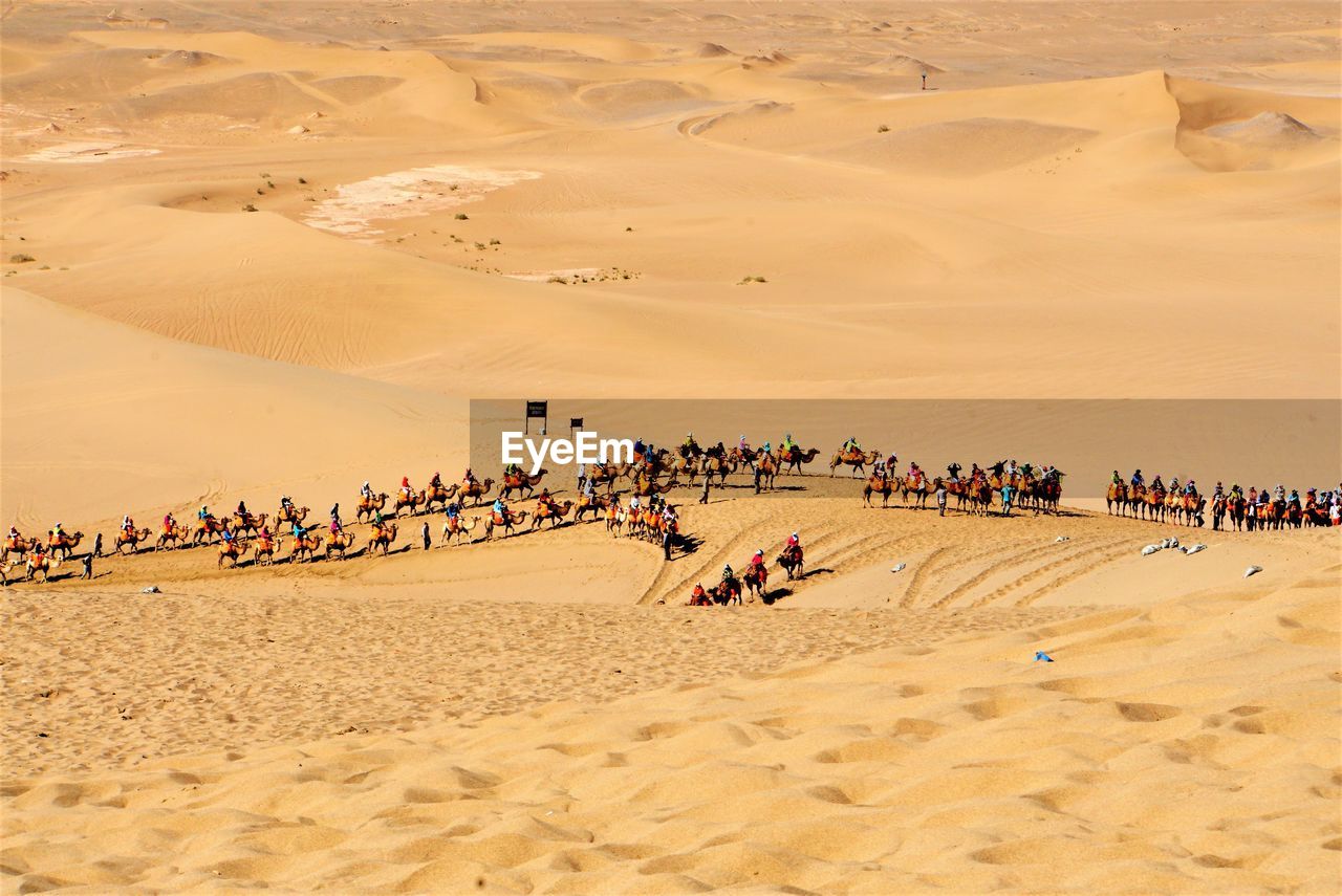 People riding camels on sand dune