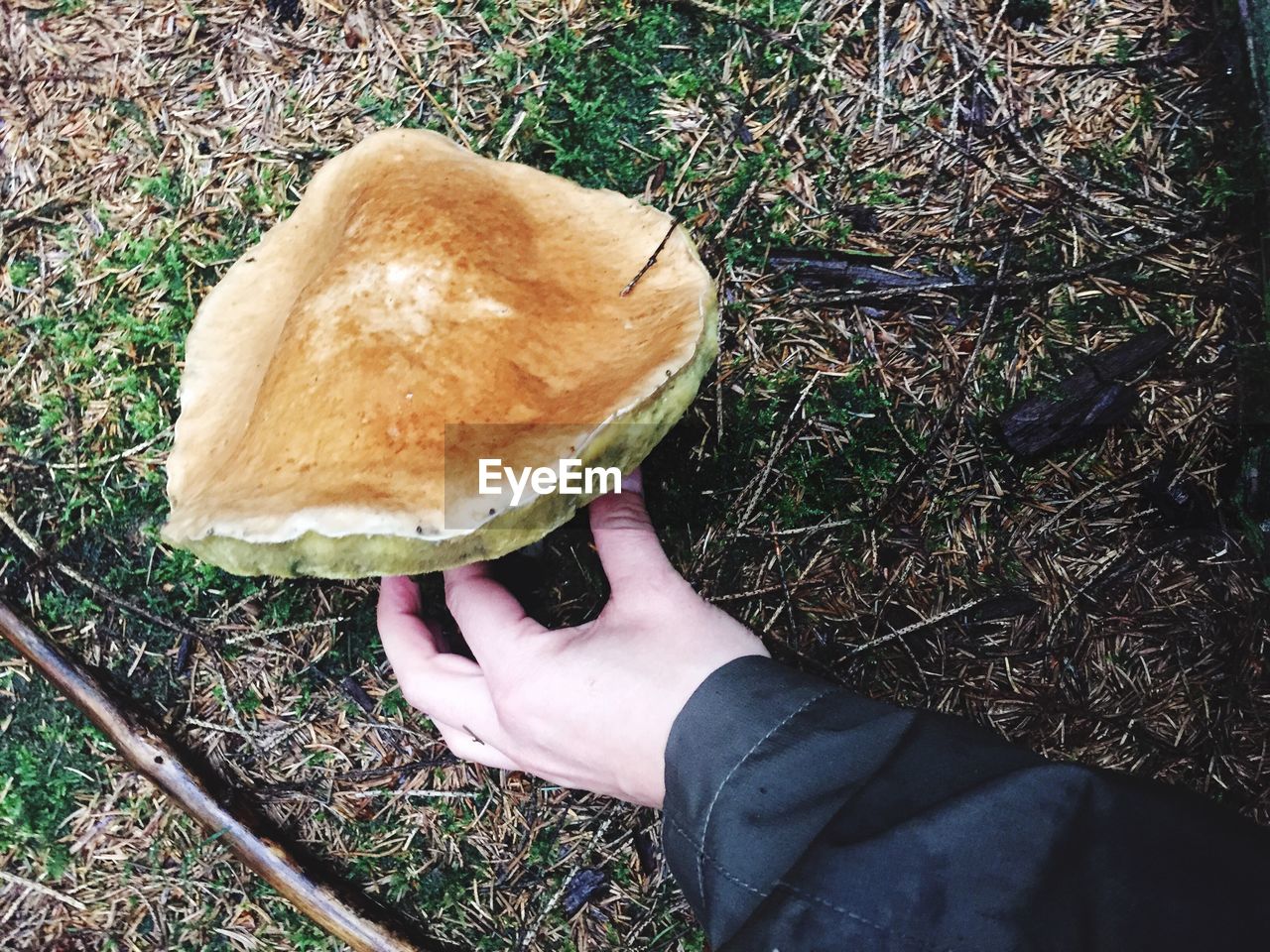 Cropped hand of person picking mushroom