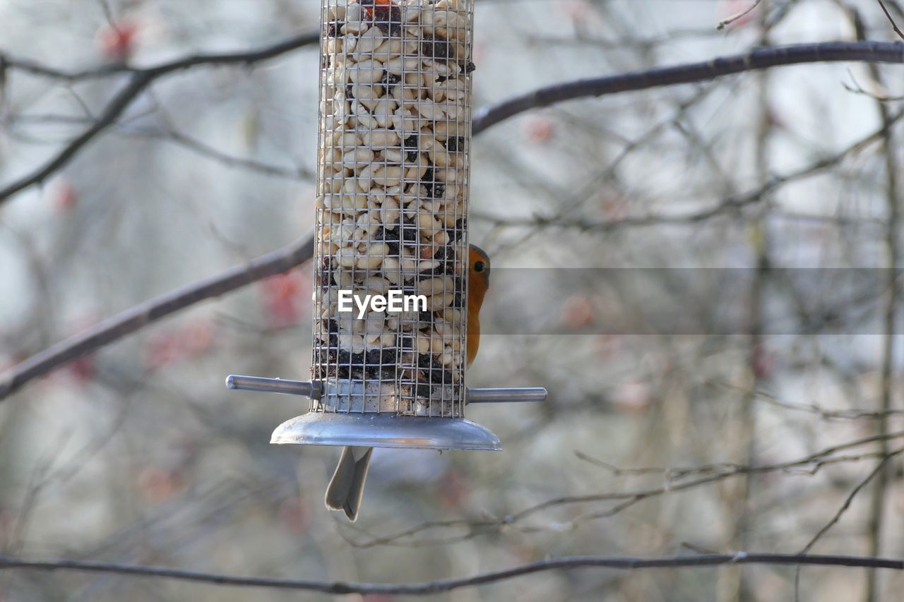 CLOSE-UP OF BIRD PERCHING ON TWIG