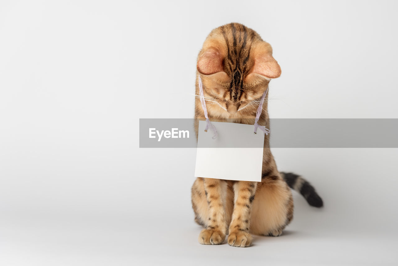 Portrait of a bengal cat with a cardboard white banner around his neck on a white background.