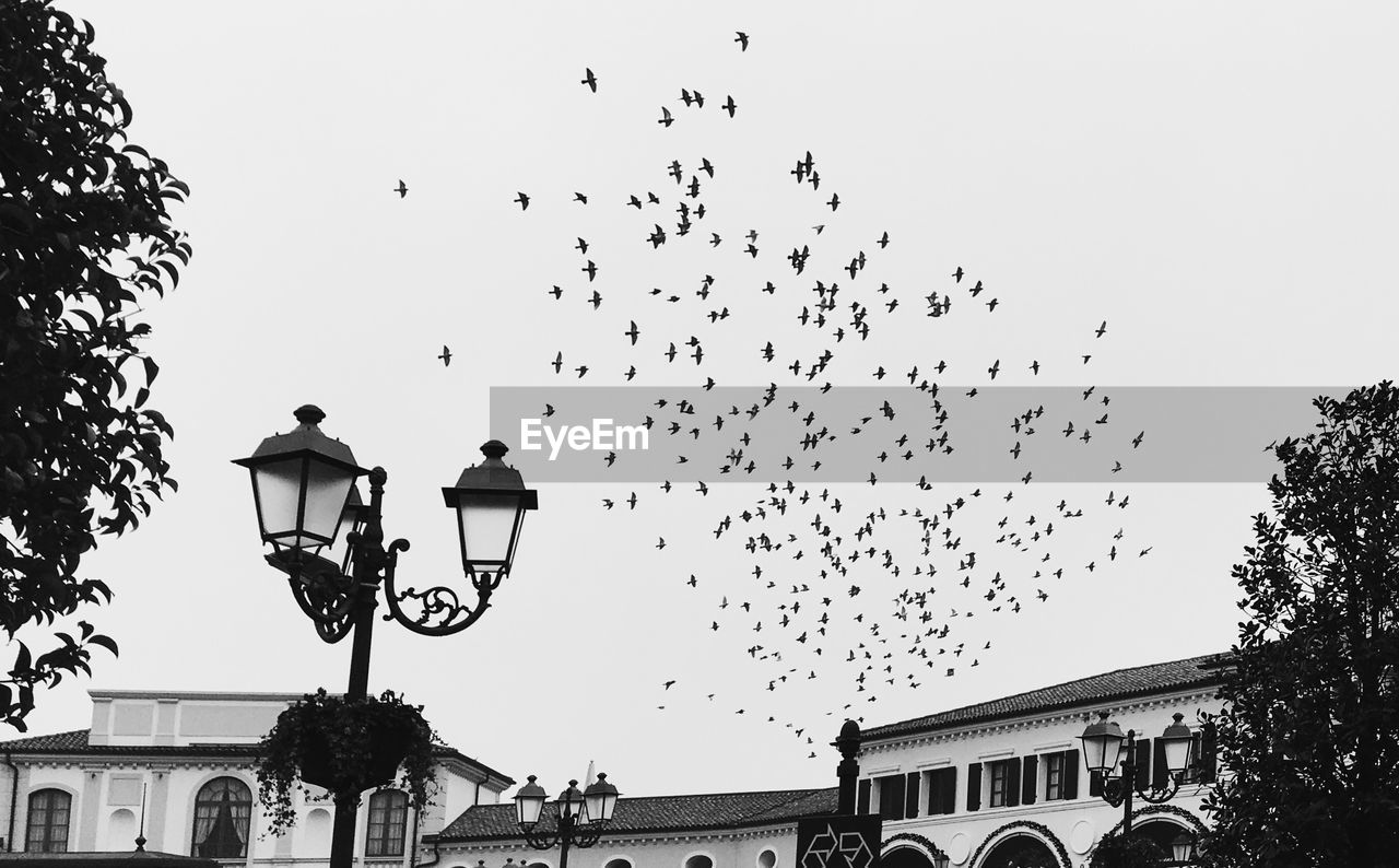 Low angle view of birds flying over buildings against sky