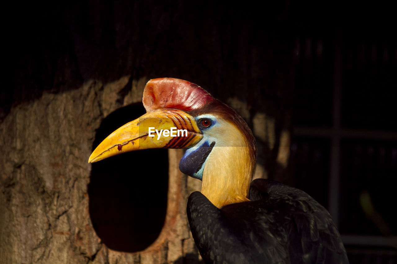 CLOSE-UP OF BIRD PERCHING ON A ZOO