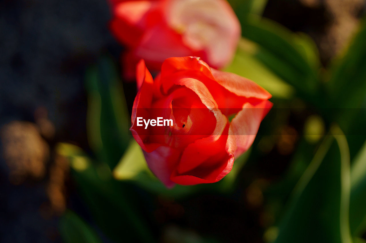 CLOSE-UP OF ROSE FLOWER